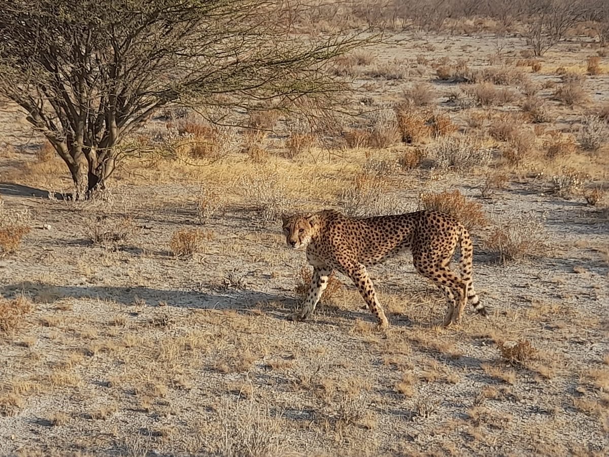 A wild cheetah walking through the dry Namibian bush at dawn